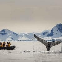 Quark expedition baleia 