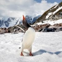 Quark expedition pinguim