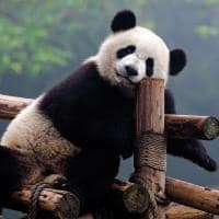 Panda posando