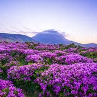 Coreiadosul montanha hallasan flores