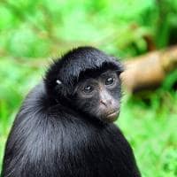 Aqua expeditions peru amazonia macaco aranha preto