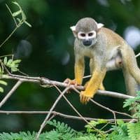 Aqua expeditions peru amazonia macaco esquilo