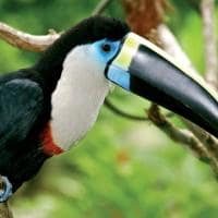 Aqua expeditions peru amazonia tucano