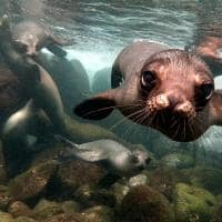 Galapagos andbeyond galapagos explorer focas