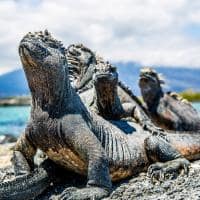 Galapagos andbeyond galapagos explorer iguanas terrestres