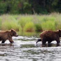 Silversea alasca ursos rio