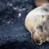 Silversea galapagos leao marinho