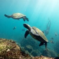 Silversea galapagos snorkel punta vicente roca ilha isabela