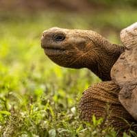 Silversea galapagos tartaruga