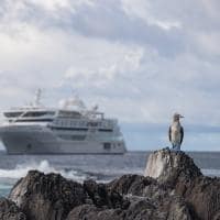 Silversea silver origin galapagos atoba de pes azuis