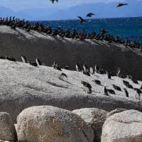 Boulders Beach e Cape Point, África do Sul