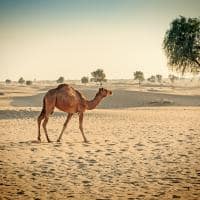 Camelo Deserto Dubai