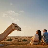 Emirados arabes dubai casal camel
