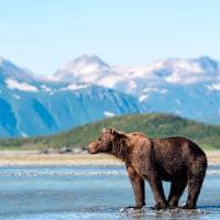 Brown bear ursus arctos stands in the water behind mountains katmai national park