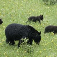 Familia de ursos em jasper