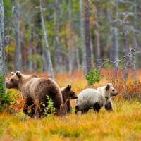 Brown bear in kuusamo lapland northern finland