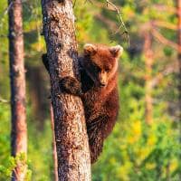 Filhote de urso pardo na floresta de verao