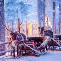 Finlandia rovaniemi neve renas