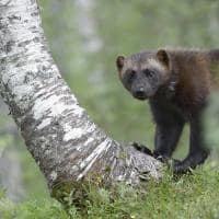 Visit finland lapland wolverine foto matthieu ever