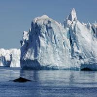 Visit greenland baleia entre icebergs no fiorde de gelo de ilulissat
