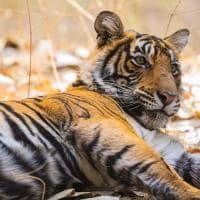 India aman i khas ranthambore national park