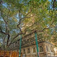 Shutterstock india arvore bodhi no complexo de templos mahabodhi bodhgaya