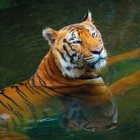 Tigre india