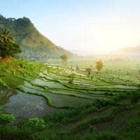 Terraço arroz, Bali, Indonésia