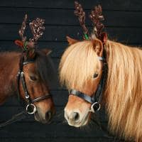 Four seasons hotel hampshire horses