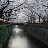 Cerejeira sakura Rio Meguro, Tóquio, Japão