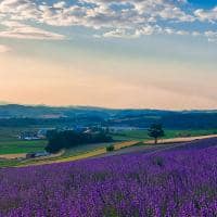 Furano japao hokkaido travel navi campo lavanda vista