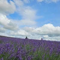 Furano japao hokkaido travel navi campo lavanda