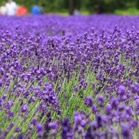 Furano japao hokkaido travel navi lavanda close