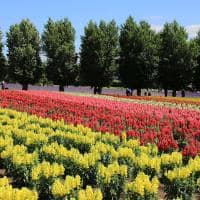 Furano japao hokkaido travel navi listras flores coloridas