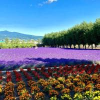 Furano japao hokkaido travel navi vista campos flores