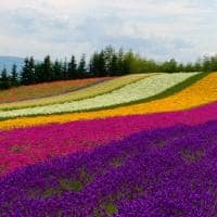 Furano japao hokkaido travel navi vista paisagem flores