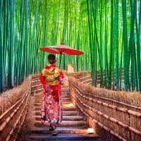 Japao quioto floresta de bambu