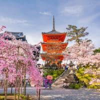 Japao quioto templo kiyomizu dera cerejeira