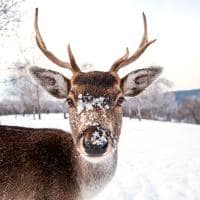 Laponia finlandia rena na neve