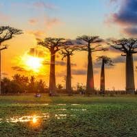 Alameda dos Baobás