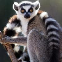 Lêmure - Vida selvagem em Madagascar
