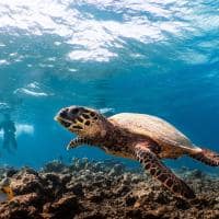 Kuredhivaru resort and spa snorkelling