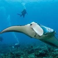 Sirru fen fushi sales maldivas underwater arraia