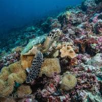 Sirru fen fushi sales maldivas underwater turtle