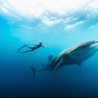Soneva fushi mergulho tubarao baleia