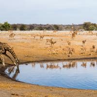 Ponto turístico Parque Nacional Etosha Namíbia