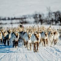 Noruega migracao renas