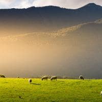 Pasto de ovelhas, na Nova Zelândia