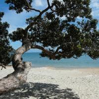 Novazelandia auckland waiheke ilha praia arvore