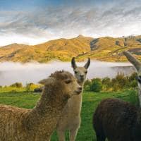 Las casitas a belmond hotel colca canyon lamas e alpacas